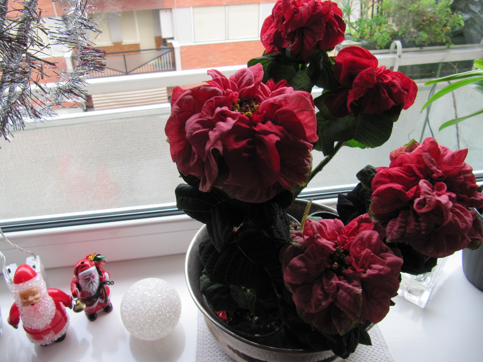 Stella Di Natale Foglie Arricciate.I Miei Bouquet Stella Winter Rose Garden It