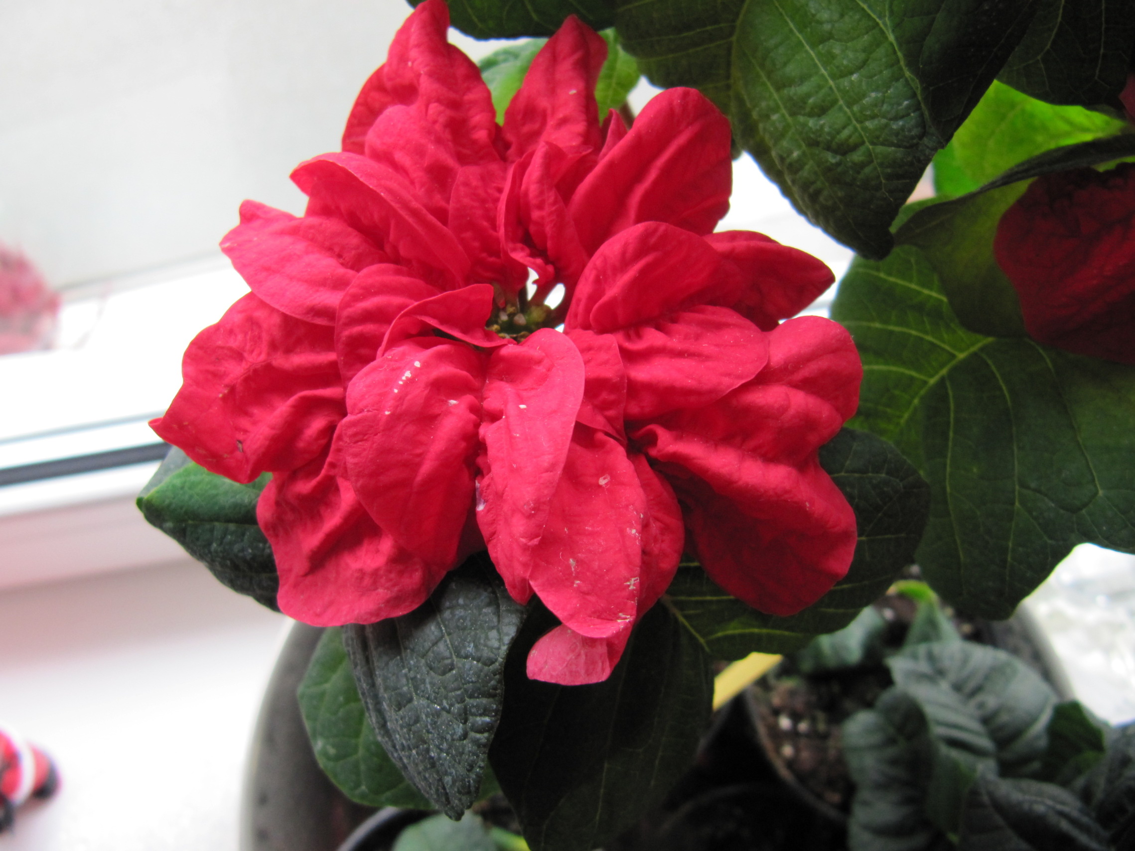 Stella Di Natale Winter Rose.I Miei Bouquet Stella Winter Rose Garden It